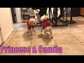 Killer poodles FIGHT!! (Dog abuse )