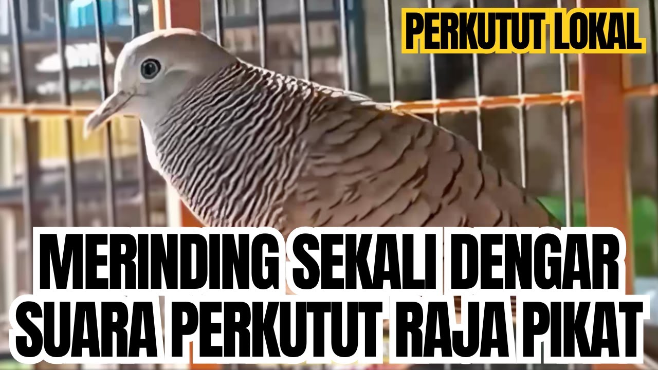 KAGET SAMPAI PINGSAN, DENGAR SUARA PERKUTUT INI !! PERKUTUT BANGKOK GACOR, PERKUTUT SUARA PANJANG