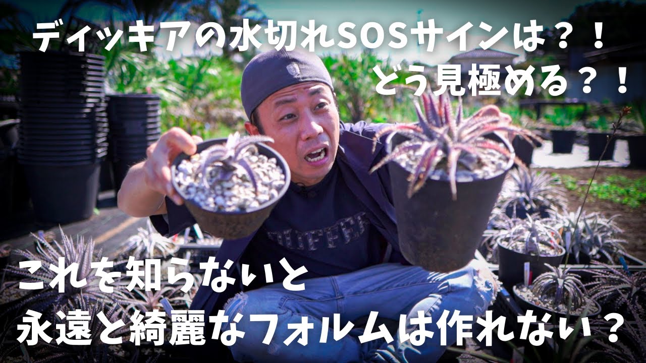 見本　途中で消します文頭ができるものと、まだできないものを載せました。ディッキア ディッキアの水切れSOSサインは？！】これを知らないと永遠と綺麗な