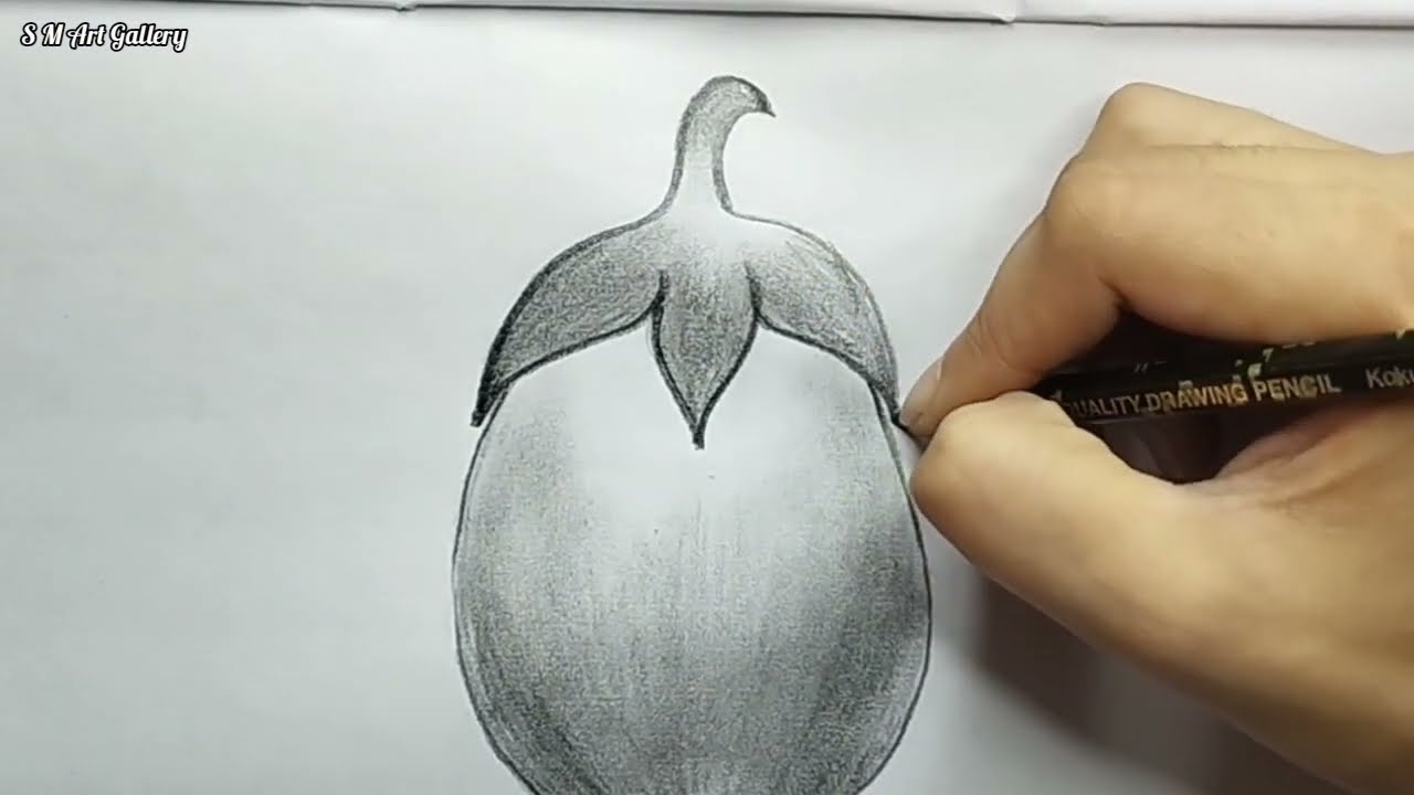 brinjal pencil drawing