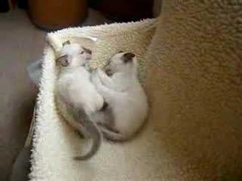 Wrestling Siamese Kittens