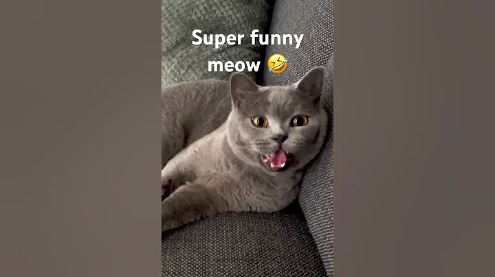 Watch the video about Funny meowing cat 🤣 - Skitso the cat #britishshorthair #funnycat #catmeow #catmeowing #cat