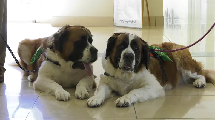 Saint Bernard Therapy Dogs