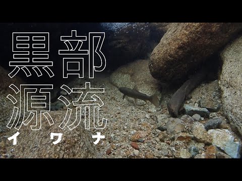 黒部川源流イワナを求めて、読売新道から黒部川水源地へ│高天原温泉へ寄り道│2024.09
