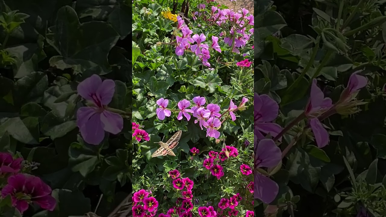 Beautiful Hummingbird Moth
