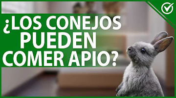 ¿Pueden los conejos comer apio?