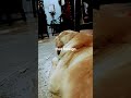 Coco search sometime #dog#Shorts #GoldenRetriever #GoldensOfInstagram #GoldenPuppy #RetrieverLife