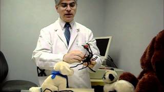 Heartworm 101 for Dog and Cat