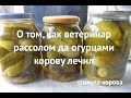 Как ветеринар рассолом и кислым огурцом корову лечил