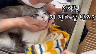 과자 ASMR로 시작하는 영상 | 무무 병원 다녀왔어용 | 과연 진료를 잘 받고 왔을까요?! by 무무네 일상 1,524 views 1 month ago 7 minutes, 40 seconds