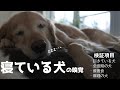 寝ている犬の嗅覚を検証してみたら面白過ぎました