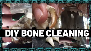 DIY Roadkill Bone Cleaning!💀(Coyote??)