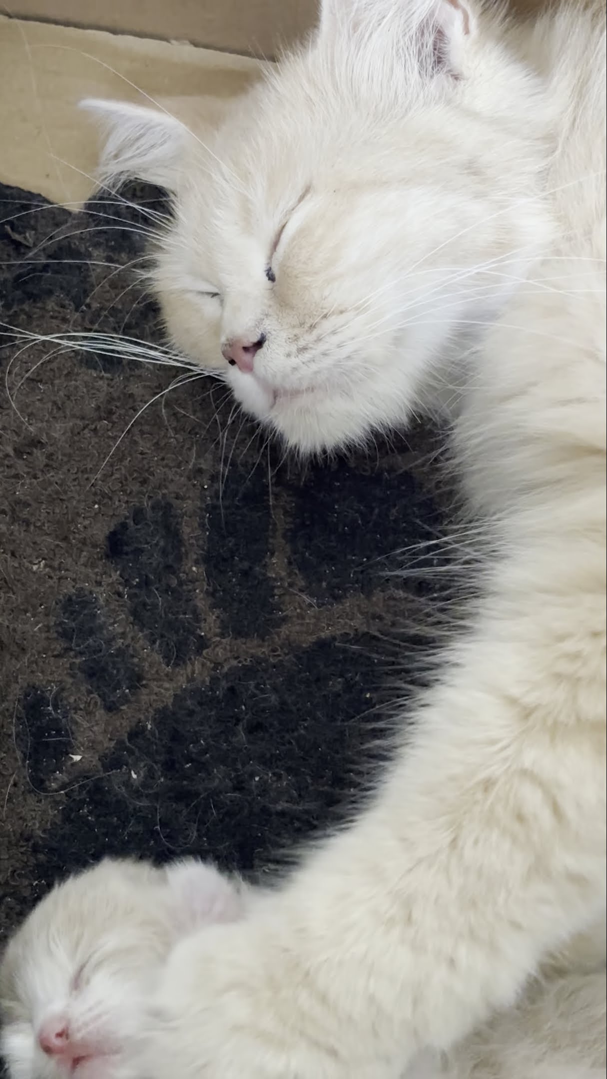 Cat Kneading On Kitten || ViralHog