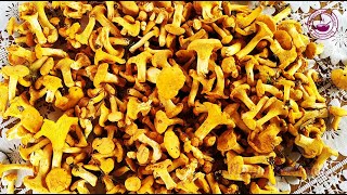 Грибы лисички/ Интересные факты о грибах лисичках/ Chanterelle Mushrooms/ Chanterelles