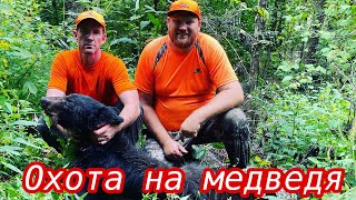 Охота на медведя в американском стиле, Охота с лайками и Александром Курашевым !