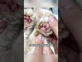 Pet Dog Electric Groomer Trimmer with LED Light Waterproof Pet Foot Hair Trimmer Low N