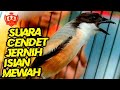 Cendet Manapun Bakalan Gacor Dan Emosi Dengan Suara Burung Cendet Madura Ini Mp3 - Mp4 Download