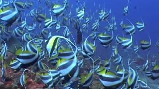 Moorish Idols Zanclus Cornutus And Black White Butterflyfish Heniochus Acuminatus