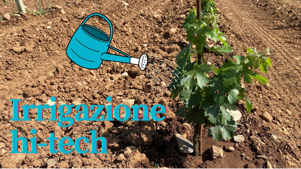 Irrigare le barbatelle