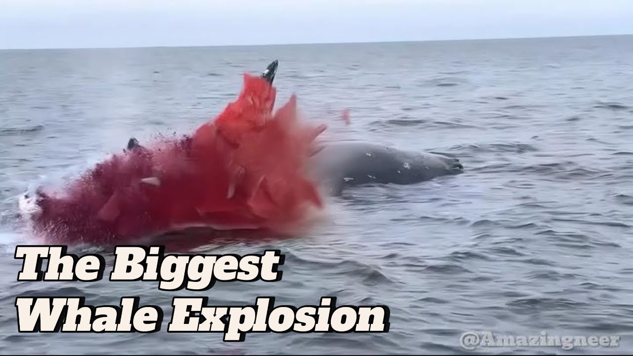 Insane Whale Explosion!