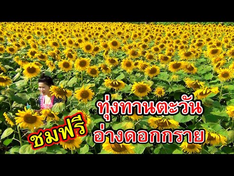 ทุ่งทานตะวันอ่างเก็บน้ำดอกกราย อ.ปลวกแดง จ.ระยอง ดอกดกสวยมาก Sunflower Field, Rayong, Thailand