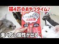 ちゅーるin焼かつおを猫4匹に順番にあげてみた…食べ方に個性が出る！