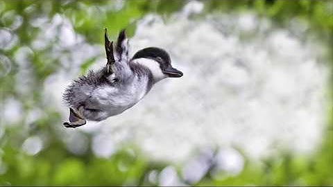 Duckling jump
