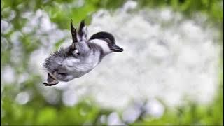 Duckling jump