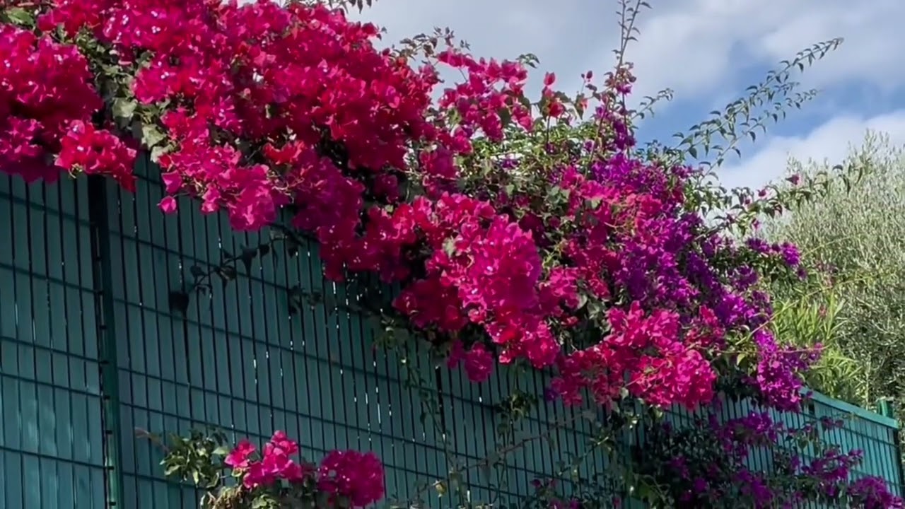 Какая красивая бугенвиллея у нас во дворе… Цветущая, прекрасные цветы и красивые цвета/окрестности