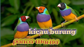 Kicau Burung pancawarna hutan/masteran suara untuk semua burung kicau.