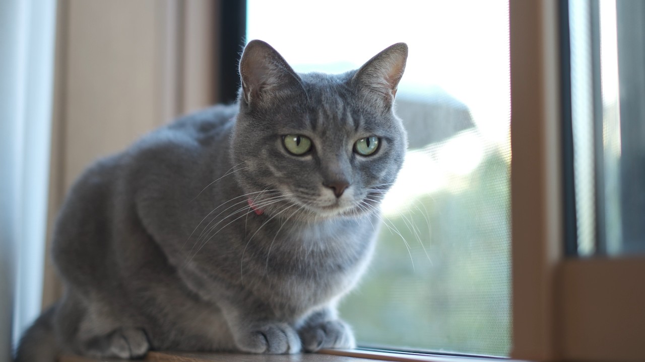 今日もみんなと過ごす、甘えん坊猫とばーばの暮らし|70代の暮らし