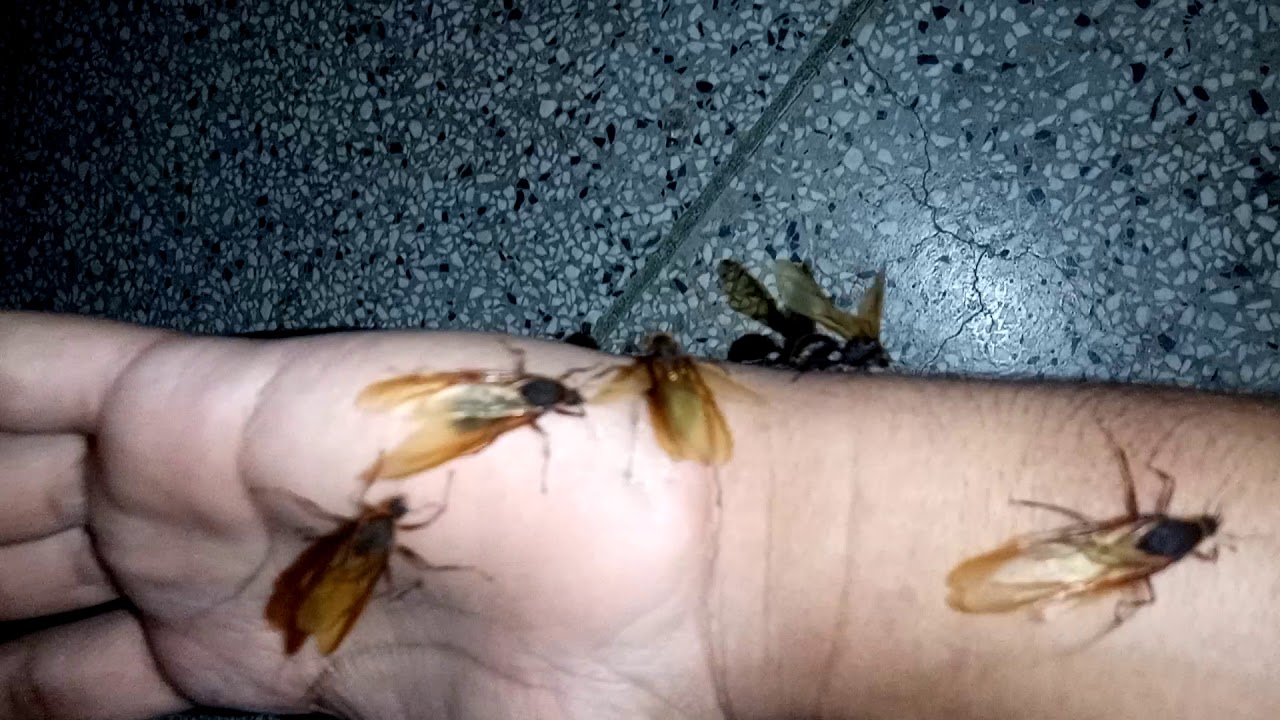 Bitus - o macho da Tanajura(formiga Saúva) - YouTube