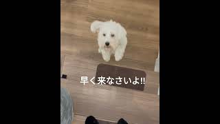 【バニポー】階段のぼれな犬 ミニチュアシュナウザー dog miniatureschnauzer