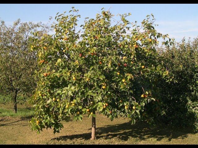 Kaki ou plaqueminier (Diospyros kaki) : plantation, culture, entretien