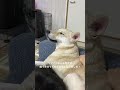 保護後4ヶ月でやっと撫でさせてくれるようになった元野犬のてんちゃん