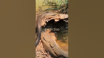 Pythons at the Perth Zoo 2023!