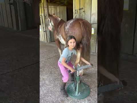 CAVALO CRIOULO  #geneticacrioula #horse #abccc #freiodeouro #cavalocrioulo #cavalo #caballo