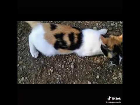 Ini bukti kekuasaan allah 'SWT - YouTube
