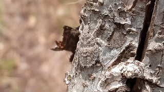 Rough Stink Bug (Brochymena Arborea)