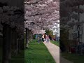 Among the gentle whispers of cherry blossoms, I found a moment of peace.در میان زمزمههای آرام