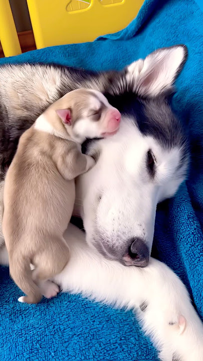 Pure Love: Puppy Falls Asleep on Dog Mom’s Back 💖🐶