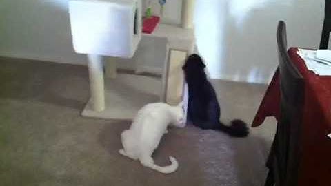Cats enjoying catnip spray