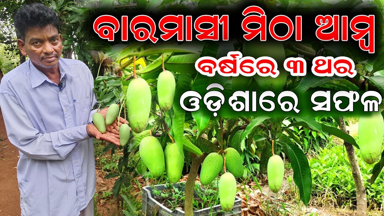 ବର୍ଷରେ ୩ ଥର ବାରମାସୀ ମିଠା ଆମ୍ବ || Thai Katimon (All Season Sweet Mango) #sweet #mango