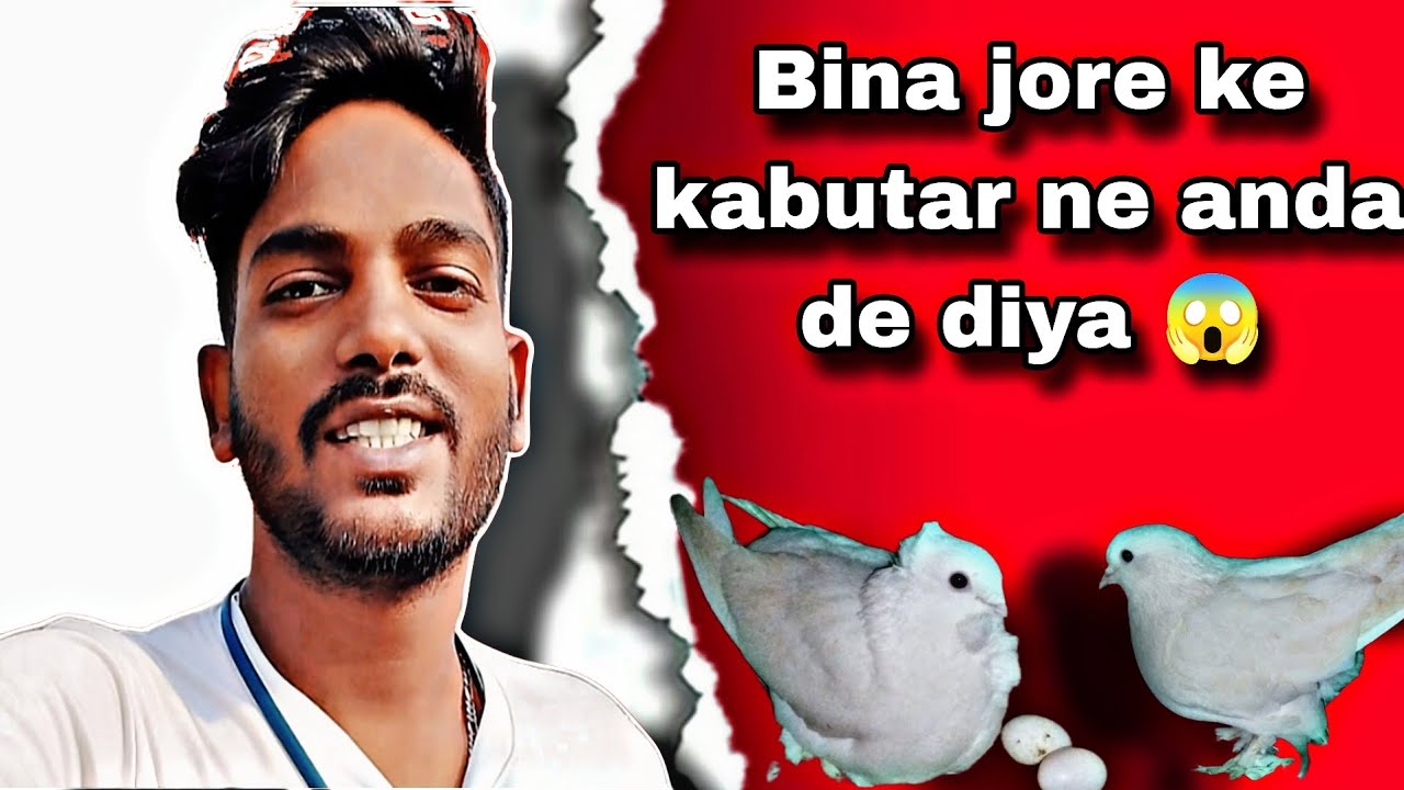 //Kya bina jora ke kabutar anda deta hai 👉🤯 