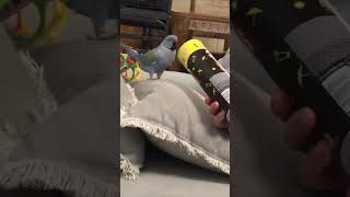Talkative Parakeet Mimics Owner's Sounds