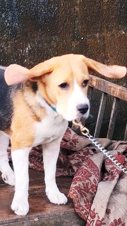 Ajith mass dialogue #dialogue #tamil #trending #shorts #shortsfeed #ajith #attitude #beagle