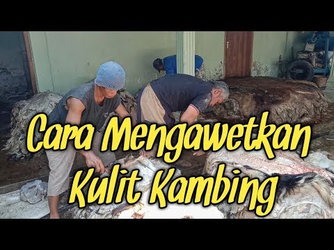 Video: Cara Menjaga Kulit Lembu