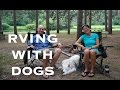 RV Living with Dogs - Things to Consider, Tips and Gear