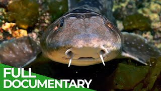 Wildlife Instincts: Whitespotted Bamboo Shark | Free Documentary Nature