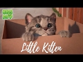 Little kitten  my favorite cat fox and sheep gmbh  best app for kids